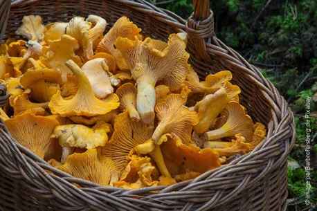 Où trouver des champignons en Île de France (+ conseils pour la récolte)