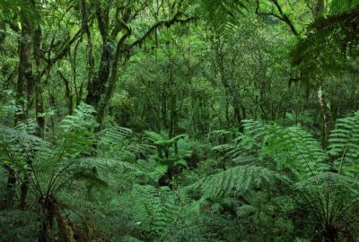 Film documentaire gratuit sur l'exploitation intensive des forêts du sud du Chili, suivi d'un débat