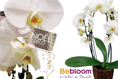 Orchidée blanche sur arceau et son pot décoratif pour 19 € au lieu de 39 €
