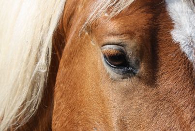 Visite gratuite des écuries, baptême gratuit de poney et courses de chevaux à l'hippodrome
