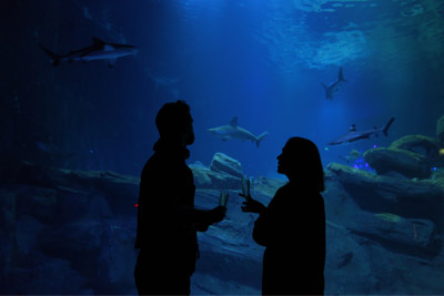 Soirées insolites à l’Aquarium de Paris avec champagne à 21 € au lieu de 30,50 €