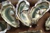 bon plan degustation gratuite huitres bon plan degustation gratuite huitres