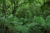 bon plan cinema deforestation bon plan cinema deforestation