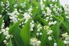 cueillette gratuite muguet cueillette gratuite muguet
