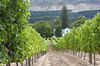 vendanges vendanges