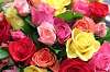 bon plan bouquet de roses fleur de pot bon plan bouquet de roses fleur de pot