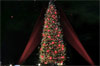 plus grand sapin europe plus grand sapin europe