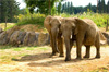 zoo thoiry zoo thoiry