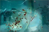 steven pippin aberration optique steven pippin aberration optique
