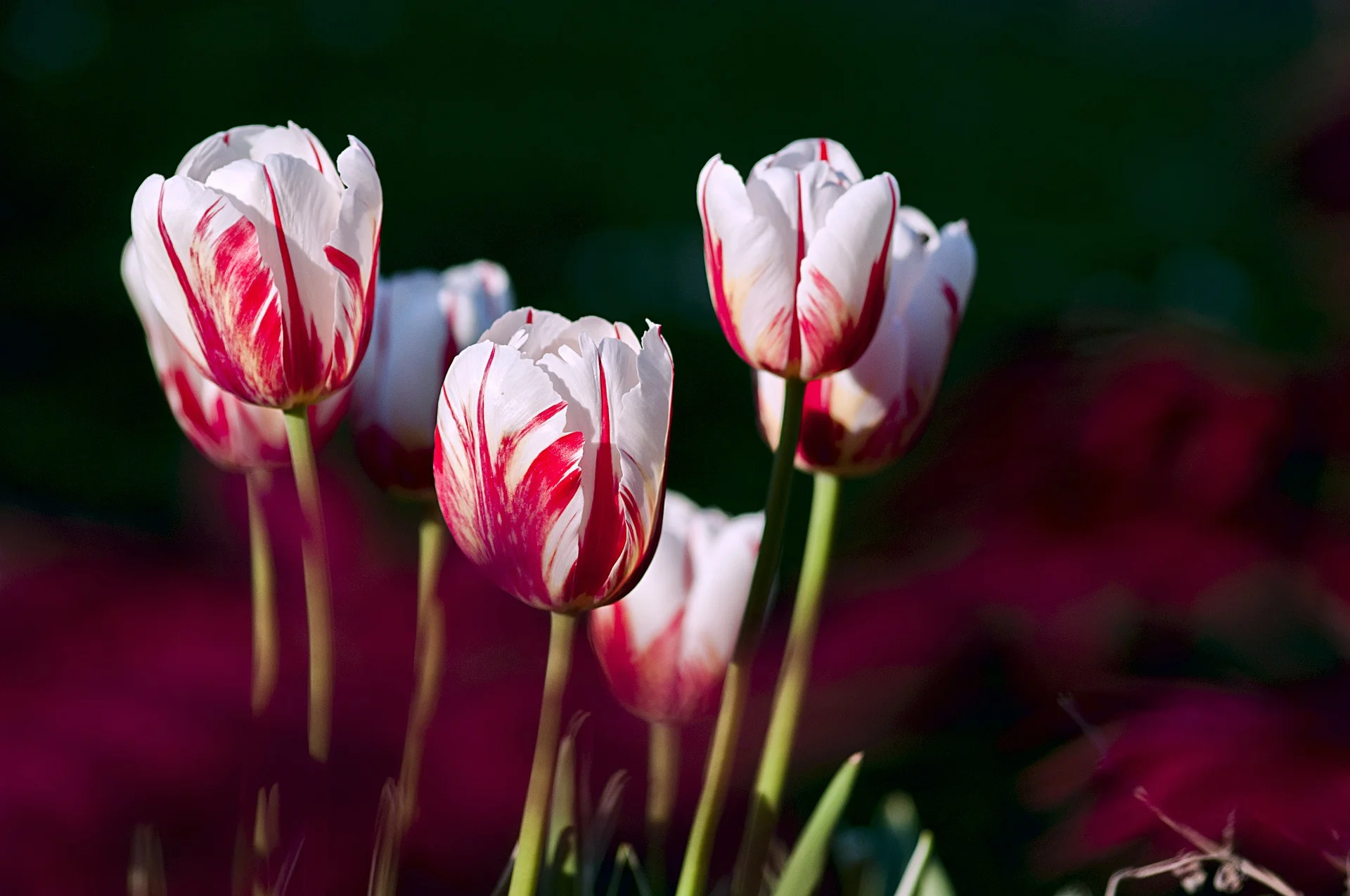 Bulbes de tulipes gratuits