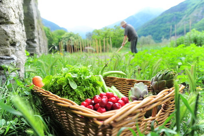 Les fruits et légumes en fonction des saisons 