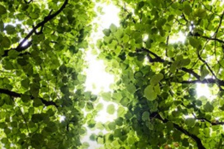 « Singing trees » une immersion insolite pour écouter la nature