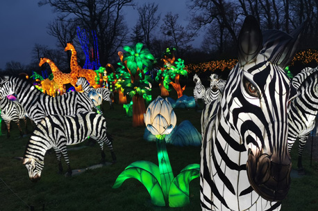 Parcours insolite pour le Festival Thoiry Lumières Sauvages 