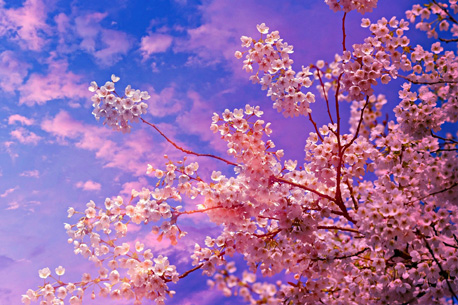 Admirez les plus beaux cerisiers en Fleurs de Paris et sa région