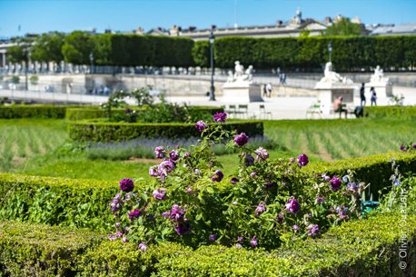 Jeu de piste gratuit au Jardin des Tuileries « Le secret d’Arcadie 2» (réservation)