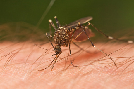Comment éloigner les moustiques ?