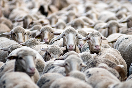 Transhumance : des milliers de brebis défilent sur les Champs-Élysées !