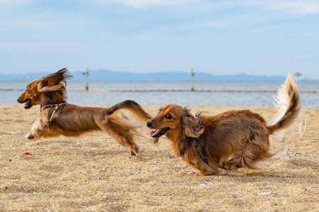 PlayDogs appli gratuite collaborative sorties avec votre chien