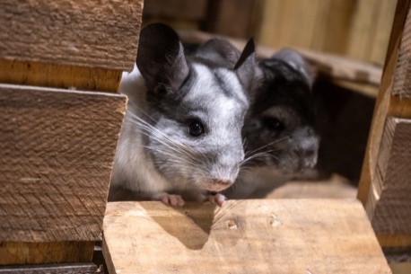 Le Monde de Noe aventure immersive monde animal Paris