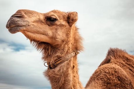 Premier defile chameaux dromadaires lamas Paris