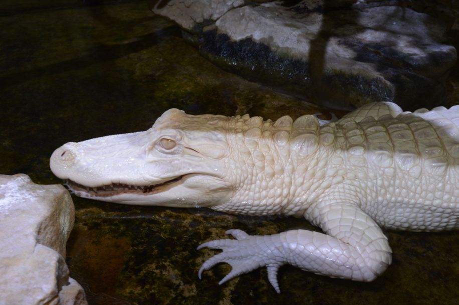 L'Aquarium tropical, des piranhas aux crocodiles... gratuit pour les  26 ans !