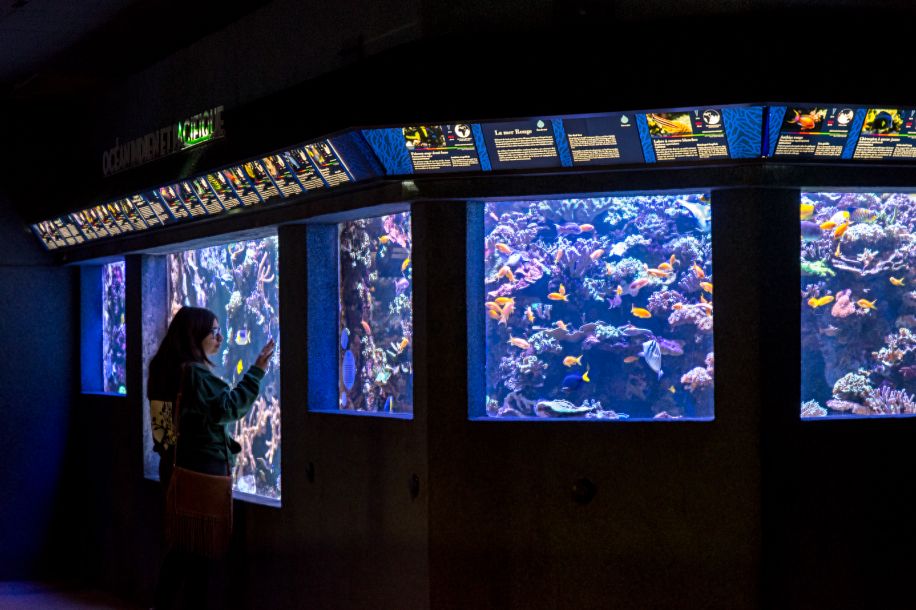 L'Aquarium tropical, des piranhas aux crocodiles... gratuit pour les  26 ans !