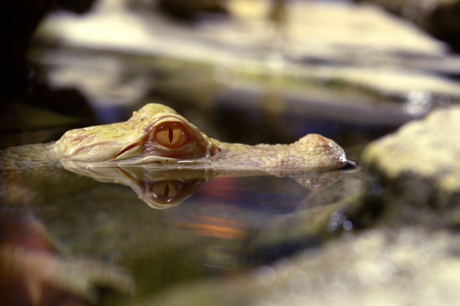 L'Aquarium tropical, des piranhas aux crocodiles... gratuit pour les  26 ans !