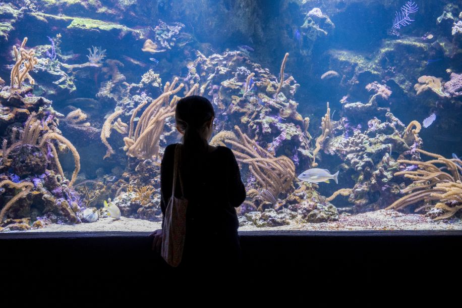 L'Aquarium tropical, des piranhas aux crocodiles... gratuit pour les  26 ans !