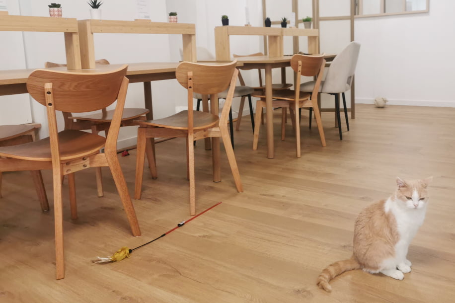 Travailler avec des chats ? Voici Koneko Work, votre nouveau bureau feel good