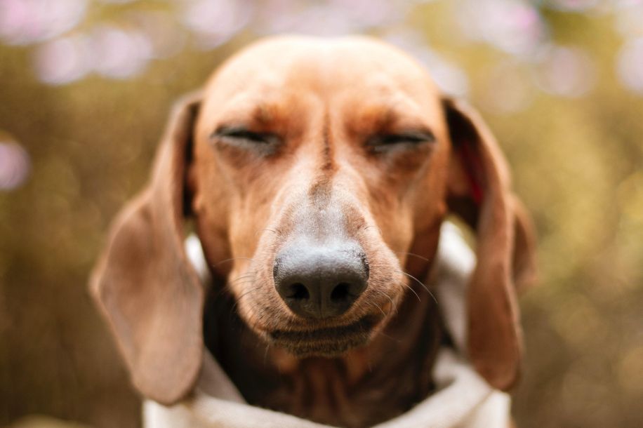 paris sausage walk marche teckels 2025