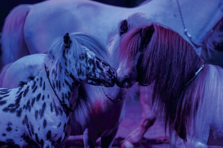 spectacle noel arche or chantilly 1