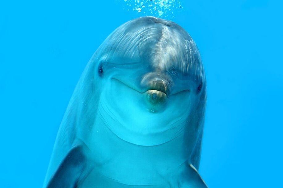 Cette journée gratuite pourrait changer votre vision des animaux !