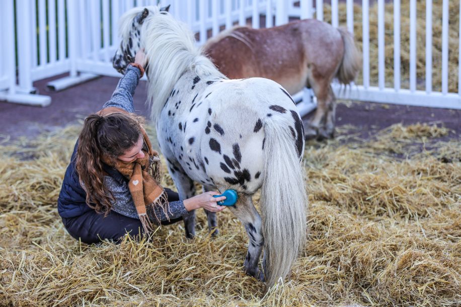 Prix de l’Atlantique et Fête du Cheval : entre compétition spectaculaire et activités gratuites pour toute la famille !