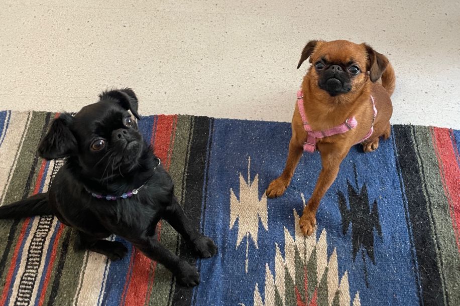 Boire un café pendant que ton chien fait du shopping ? C’est possible