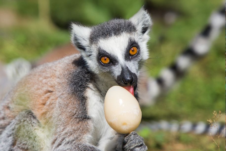 chasse oeufs thoiry 2026 1