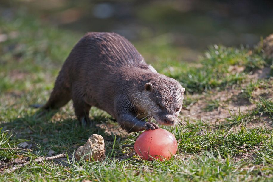 Chasse aux œufs géante au cœur du parc animalier de Thoiry
