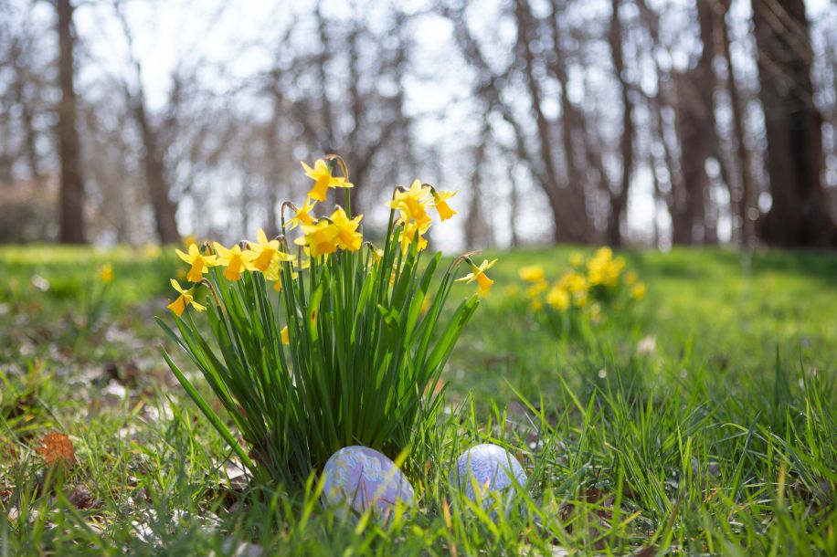 Chasse aux œufs géante au cœur du parc animalier de Thoiry