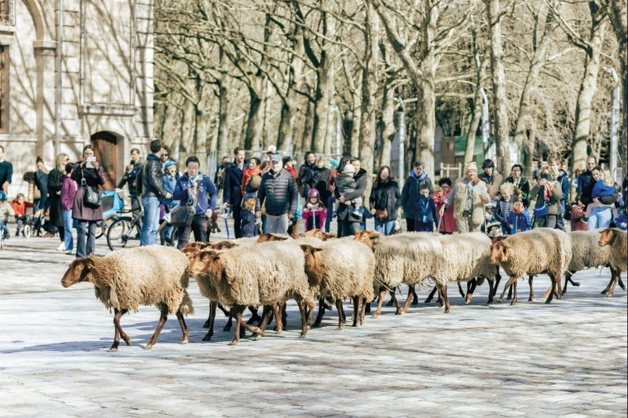 La Fête de la laine s’installe à La Villette avec troupeau et ateliers gratuits