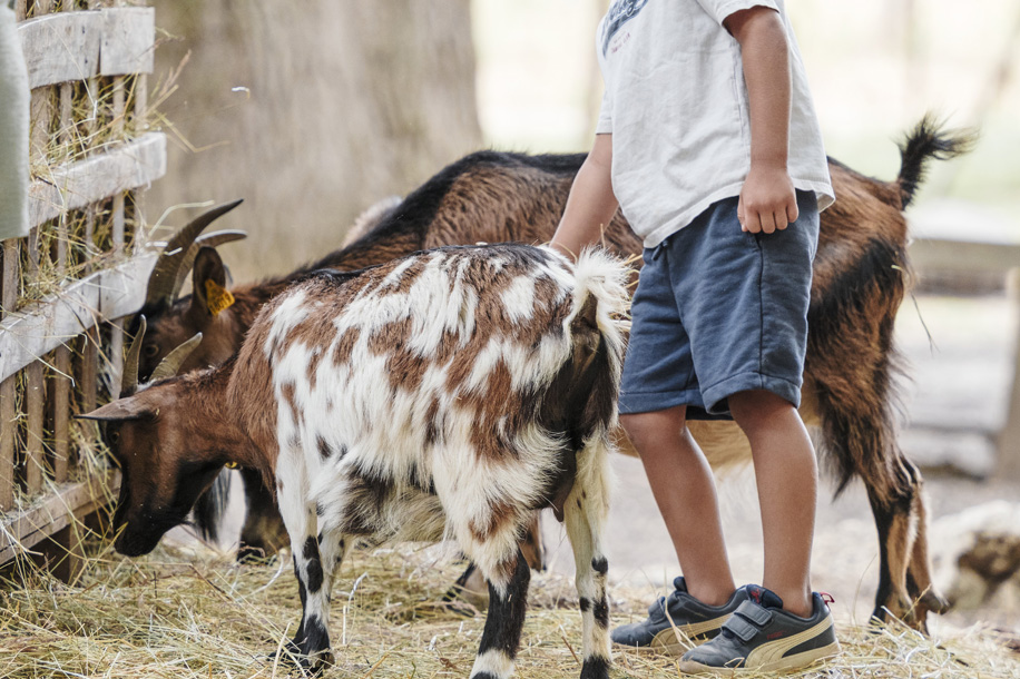 Malowe Nature : chèvres, alpagas et poneys pour une sortie en famille