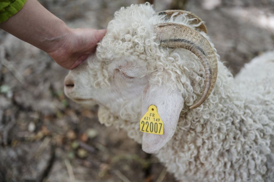 Malowe Nature, la ferme pédagogique qui propose animaux à caresser, atelier apprenti fermier et jeux en plein air