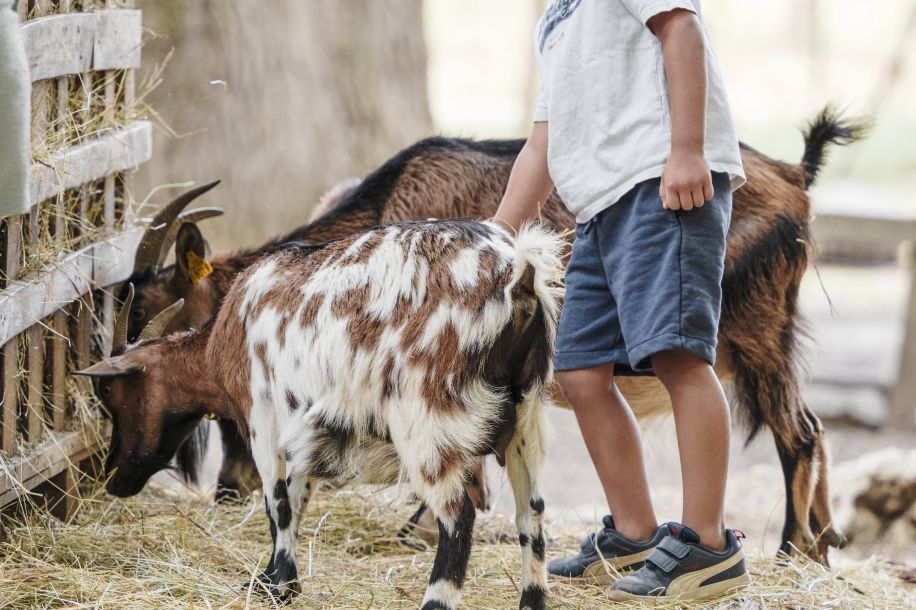 Malowe Nature, la ferme pédagogique qui propose animaux à caresser, atelier apprenti fermier et jeux en plein air