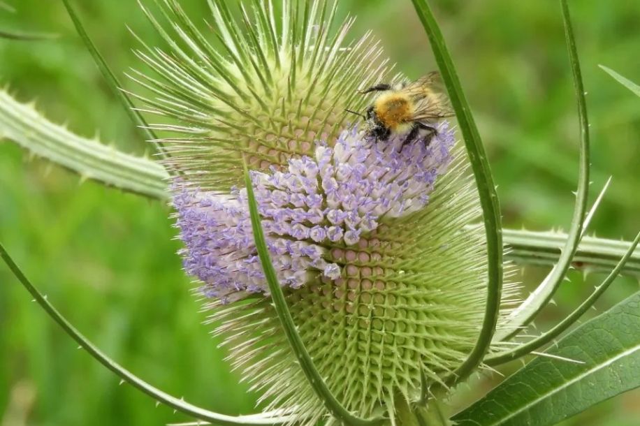 La Fête de la Nature revient avec 3 000 animations gratuites !