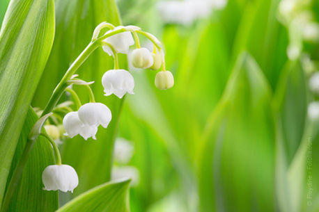 Cueillette gratuite de muguet 