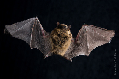 Nuit de la Chauve-souris gratuite au Jardin des Plantes (réservation)