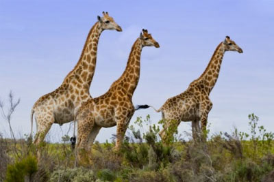 Safari en Afrique du Sud : 5 ou 7 nuits et location de voiture dès 1106 € à 2