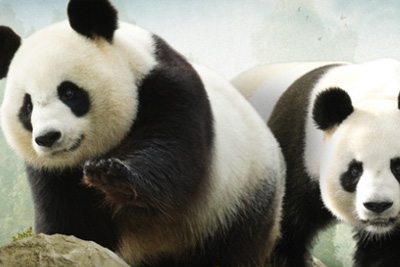 promo zoo beauval promo zoo beauval