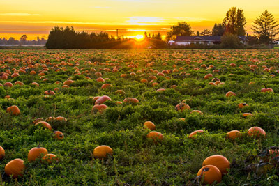 Atelier gratuit découverte des fruits d'automne et dégustation