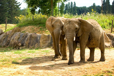 Promo zoo de Thoiry pas cher à 20,90 € au lieu de 31 € 