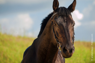 Baptême d'équitation gratuit à cheval ou à poney