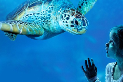 Billet d'entrée à l'aquarium SEA LIFE pas cher à 14,50 € au lieu de 20,95 €